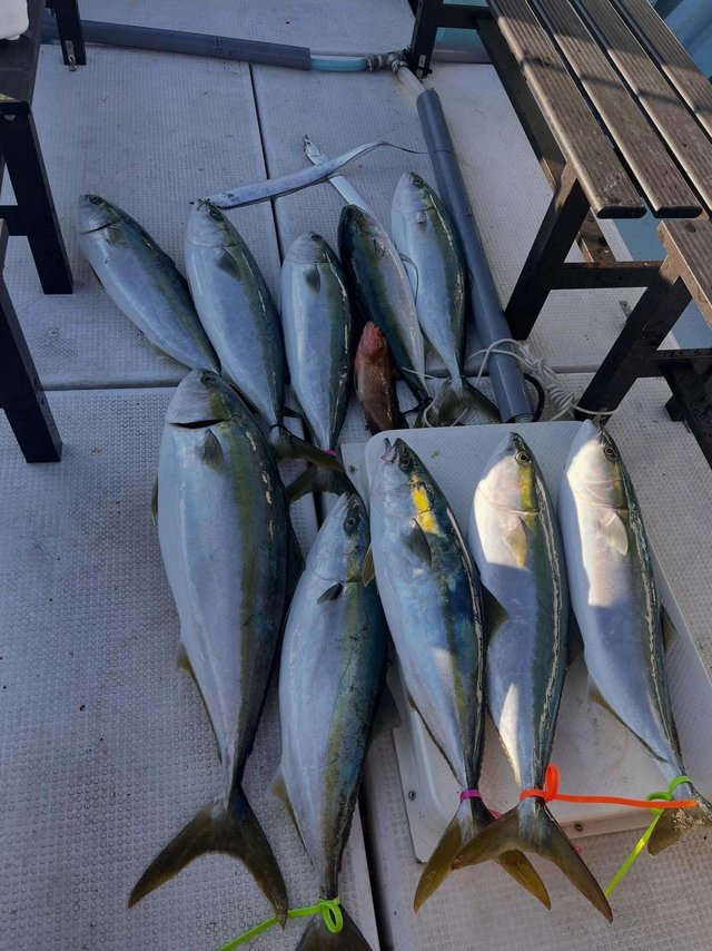 キジハタ・ブリ・メジロ(ブリ)