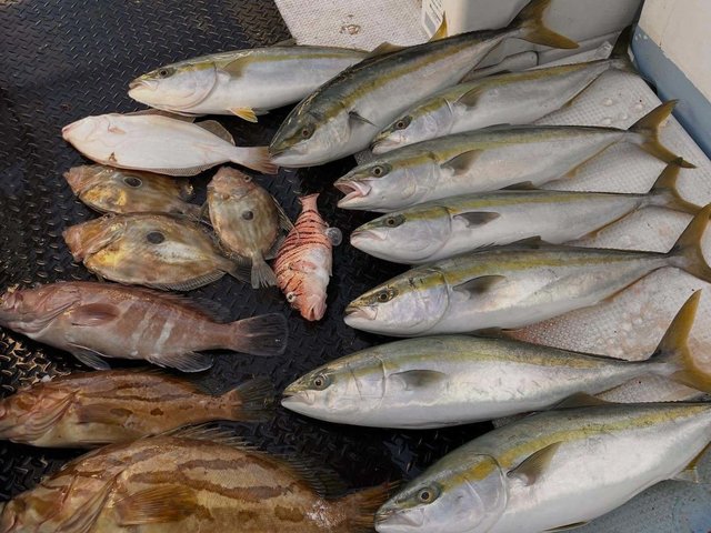 マハタ・ホウキハタ・ハマチ(ブリ)・ミノカサゴ・ヒラメ・マトウダイ