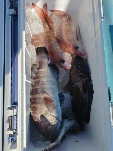 マダイ・マハタ・カサゴ