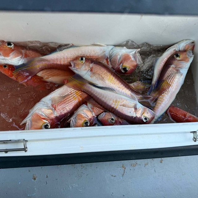 アマダイ(アカアマダイ)