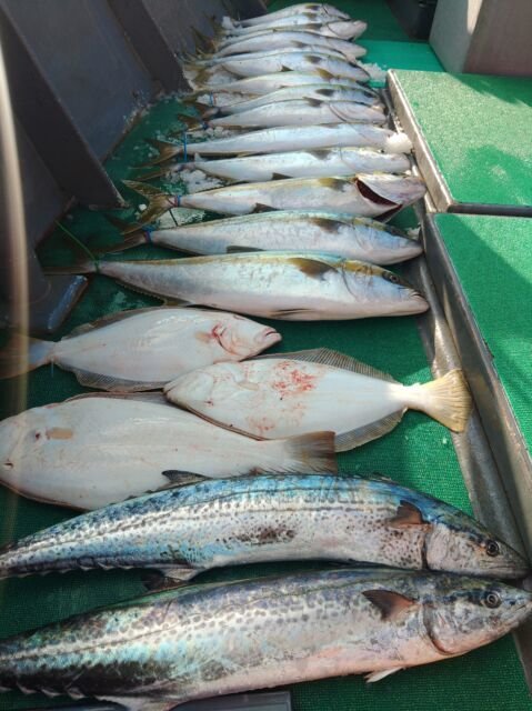 ヒラマサ・サワラ・ヒラメ