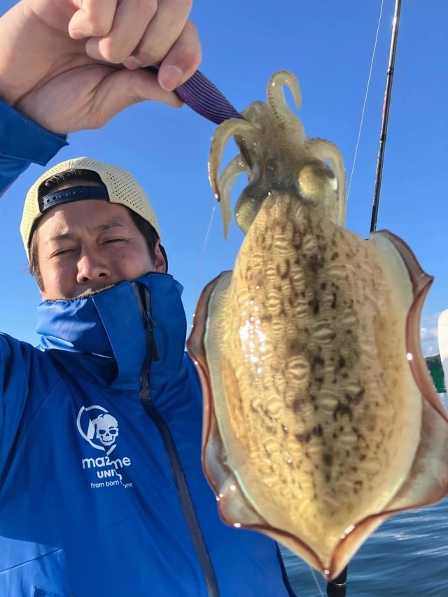 モンゴウイカ(カミナリイカ)