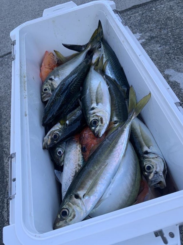 マダイ・カイワリ・アマダイ(アカアマダイ)・サバ(マサバ)