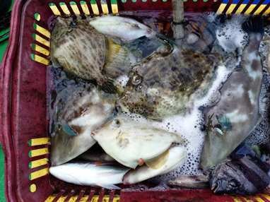 サンバソウ(イシダイ)・カワハギ