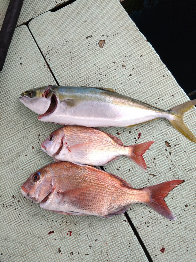 タイ(マダイ)・ハマチ(ブリ)