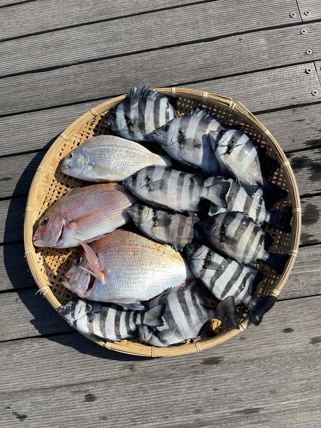 マダイ・ハナダイ(チダイ)・ヘダイ・イシダイ