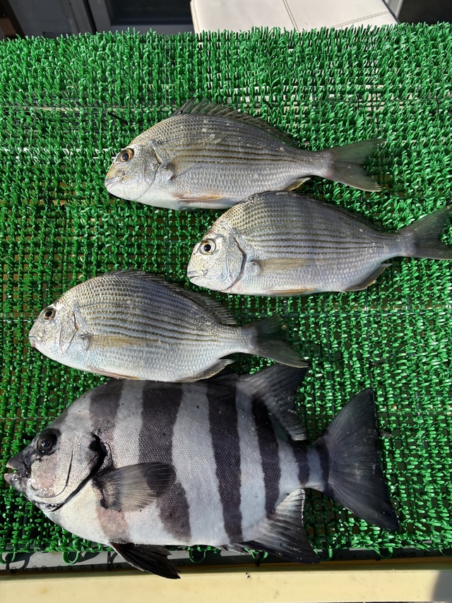 ヘダイ・イシダイ