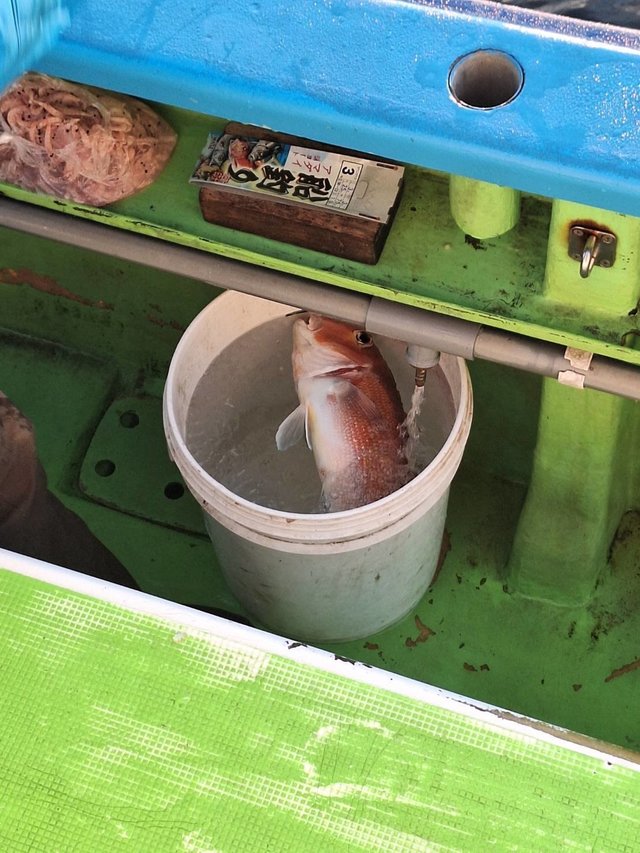 アマダイ(アカアマダイ)