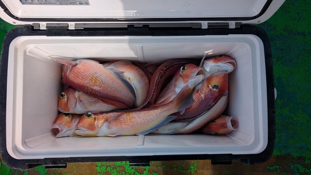 アマダイ(アカアマダイ)