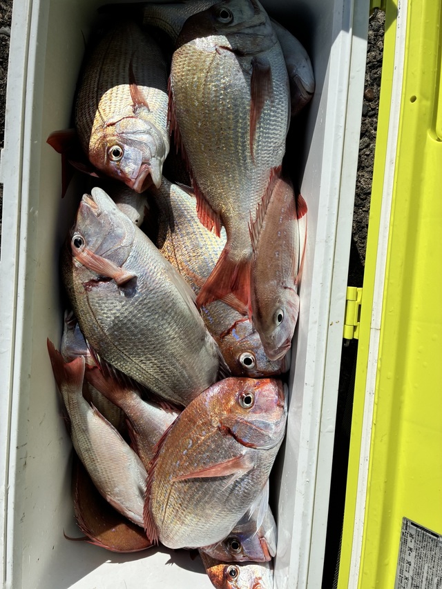 ハナダイ(チダイ)