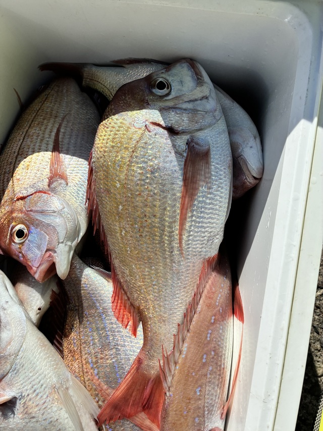 ハナダイ(チダイ)