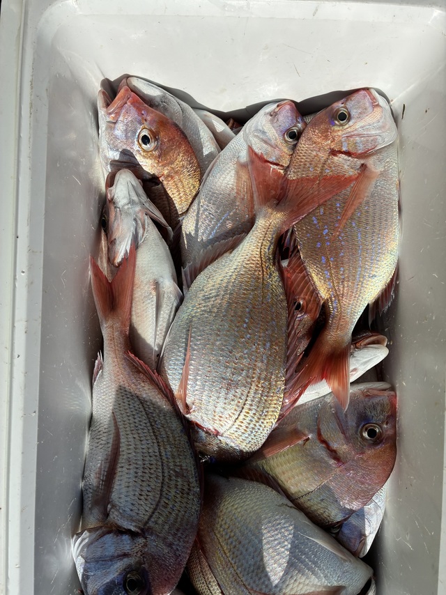 ハナダイ(チダイ)