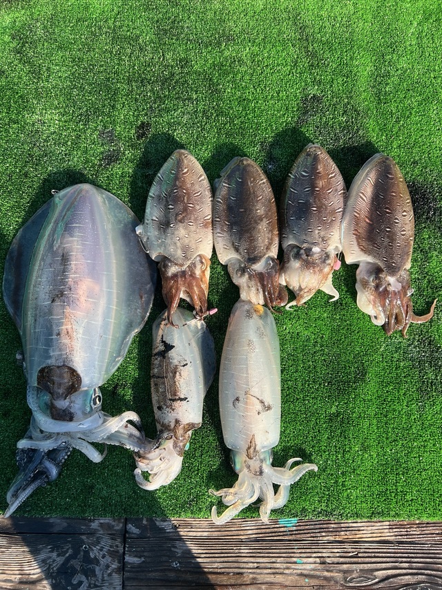 アオリイカ・コウイカ