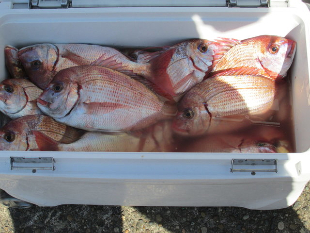 ハナダイ(チダイ)