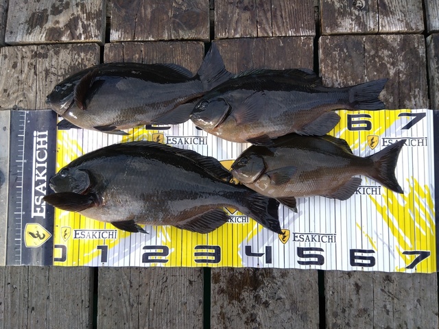 クチブトグレ(メジナ)・オナガグレ(クロメジナ)