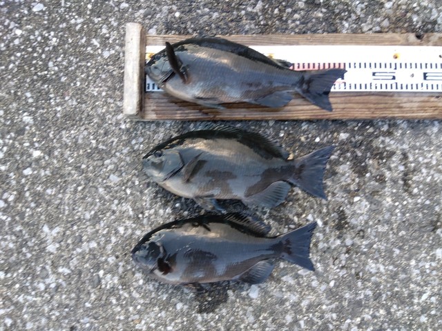 クチブトグレ(メジナ)