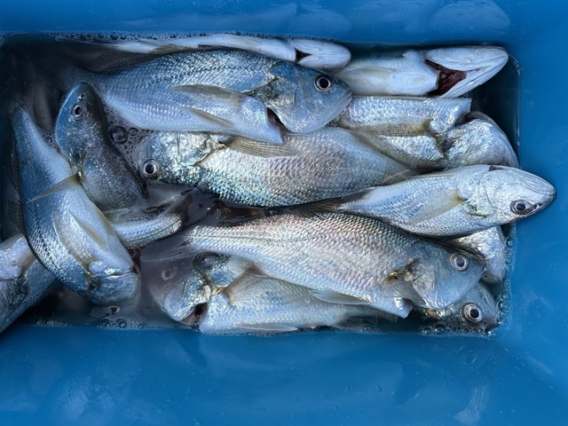 イシモチ(シログチ)