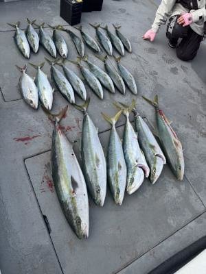 ブリ・ハマチ(ブリ)・メジロ(ブリ)・シオ(カンパチ)