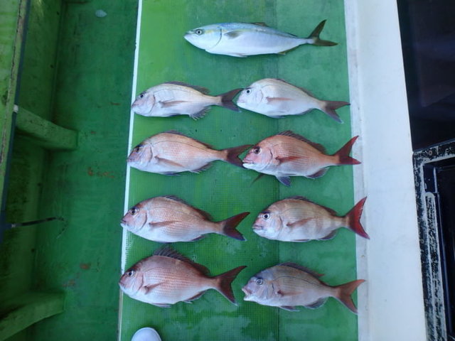 マダイ・イナダ(ブリ)