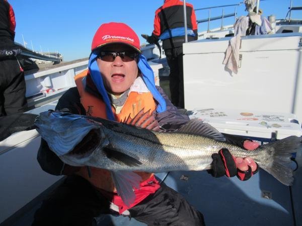 シーバス(スズキ)