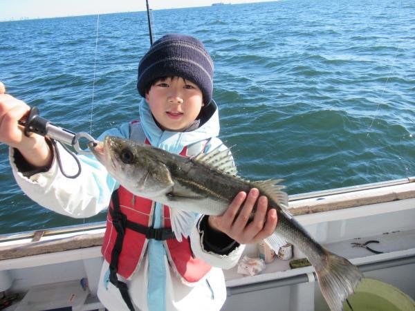 シーバス(スズキ)