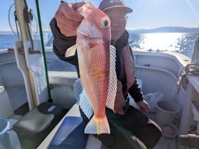 アマダイ(アカアマダイ)