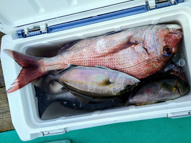 マダイ・イサキ