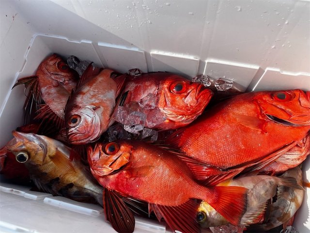 チカメキントキ