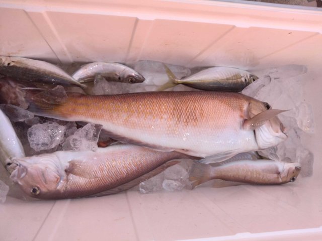 アジ(マアジ)・シロアマダイ