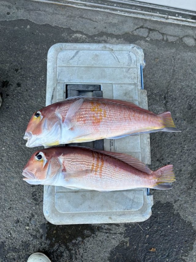 アマダイ(アカアマダイ)