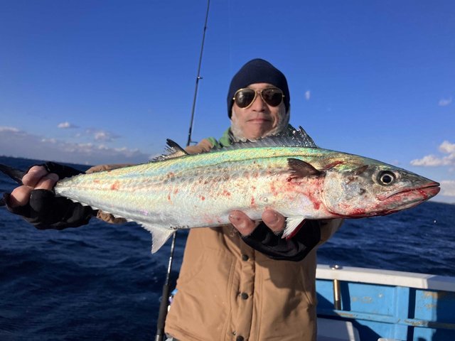 サゴシ(サワラ)