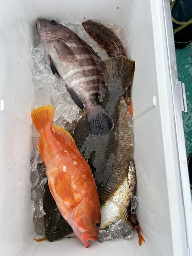 マハタ・アカハタ・オオモンハタ・ヒラメ