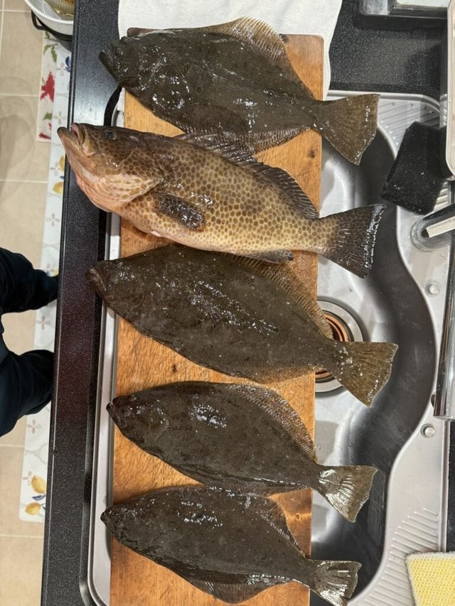 オオモンハタ・ヒラメ