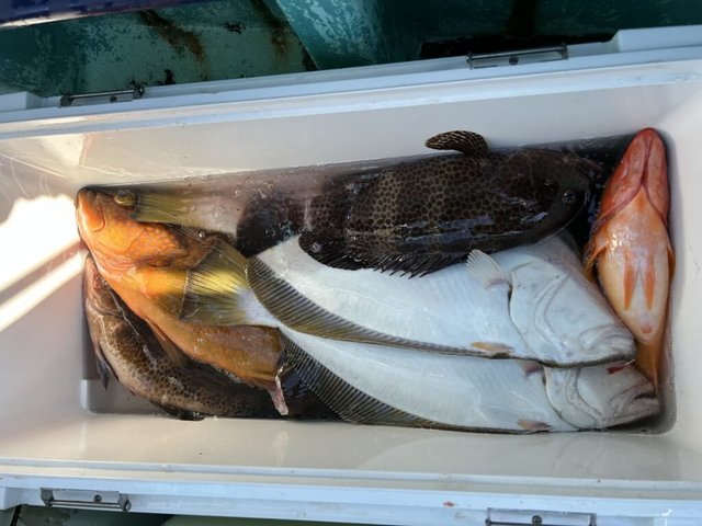 アカハタ・オオモンハタ・キジハタ・ヒラメ