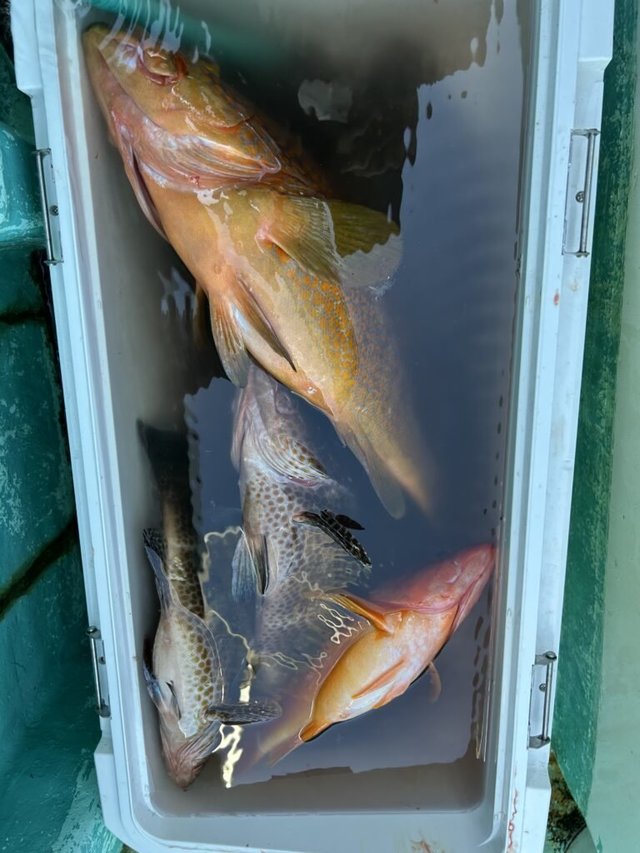 オオモンハタ・キジハタ