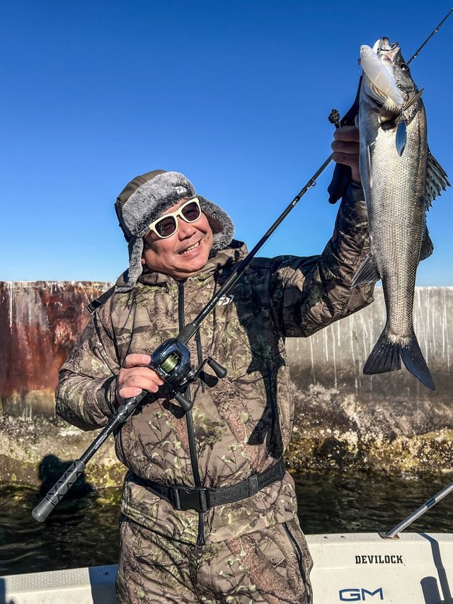 シーバス(スズキ)