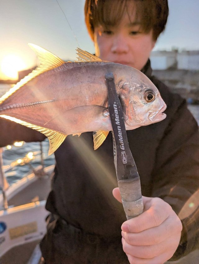 メッキ(ロウニンアジ)