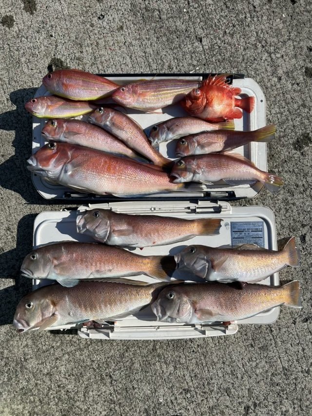 アカアマダイ・シロアマダイ・イトヨリ(イトヨリダイ)・クルマダイ