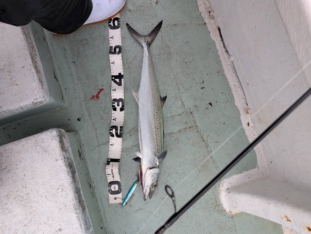 サゴシ(サワラ)