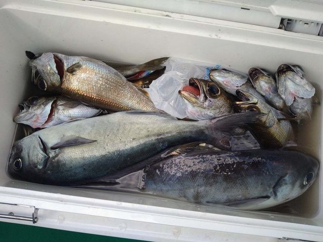 クロムツ・メダイ