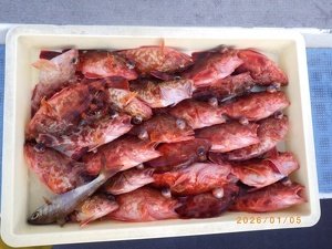 カサゴ