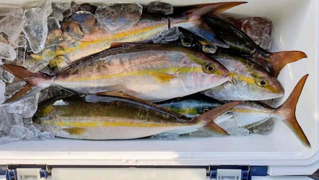 ネイリ(カンパチ)