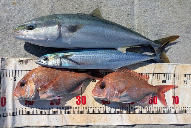 タイ(マダイ)・メジロ(ブリ)・サゴシ(サワラ)