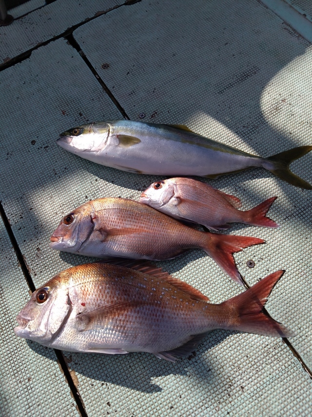 タイ(マダイ)・ハマチ(ブリ)