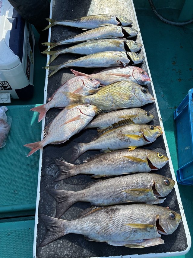 マアジ・メイチダイ