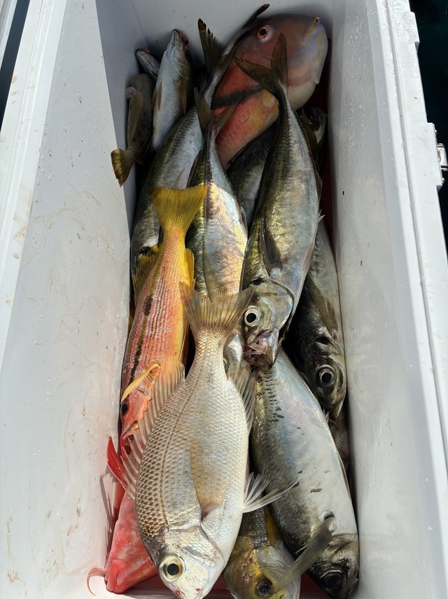 マアジ・メイチダイ