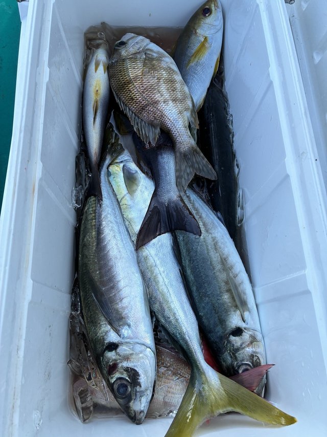 マアジ・メイチダイ