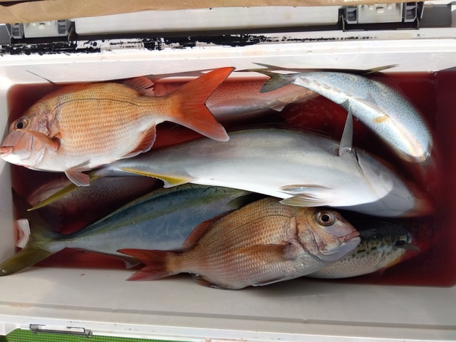 マダイ・イナダ(ブリ)