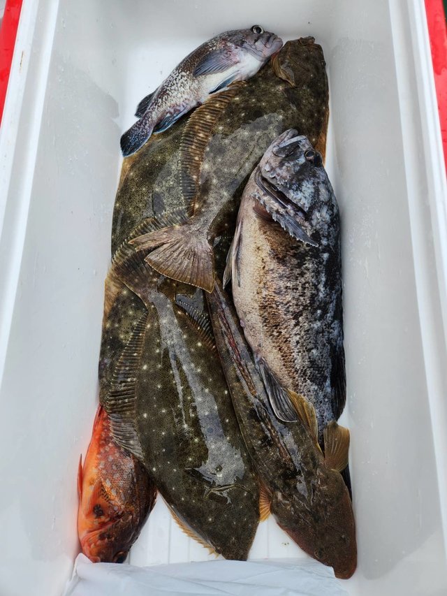 クロソイ・ヒラメ