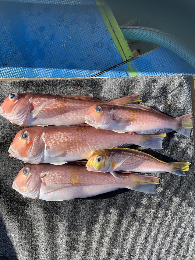 アマダイ(アカアマダイ)